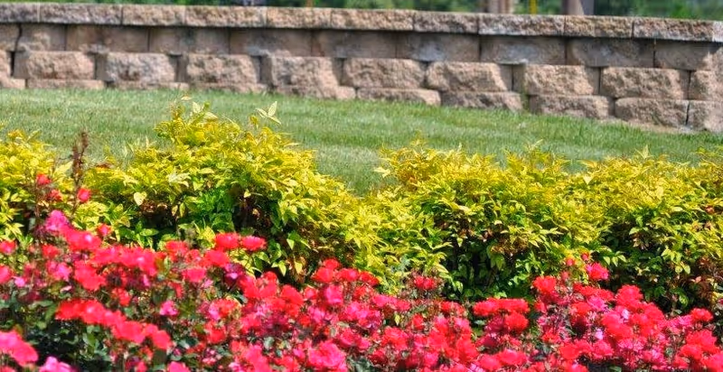 A garden area with vibrant red flowers and green shrubs in front of a stone retaining wall and a grassy lawn.