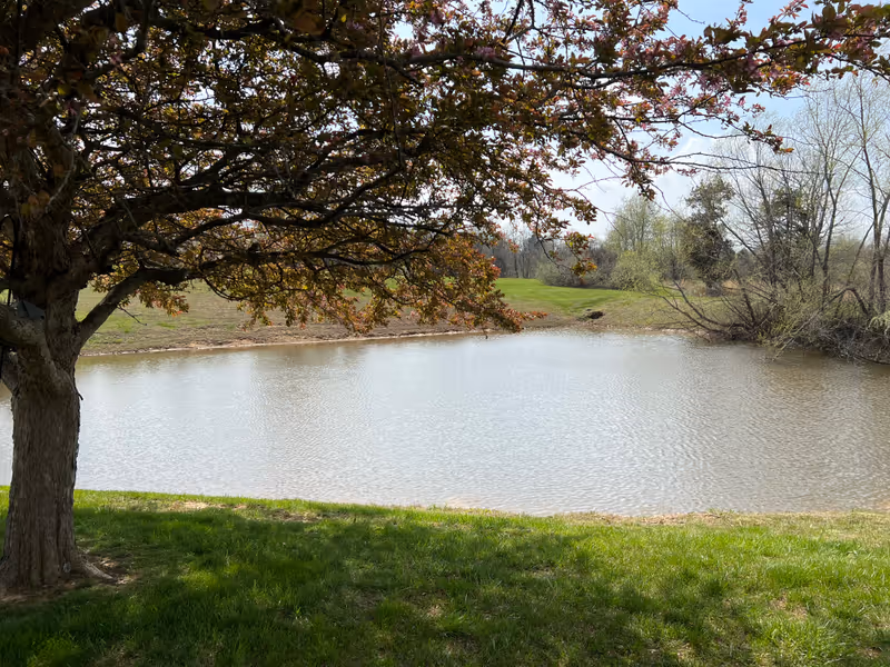 A peaceful outdoor scene featuring a small pond surrounded by grass and trees, with a large tree in the foreground partially shading the water.
