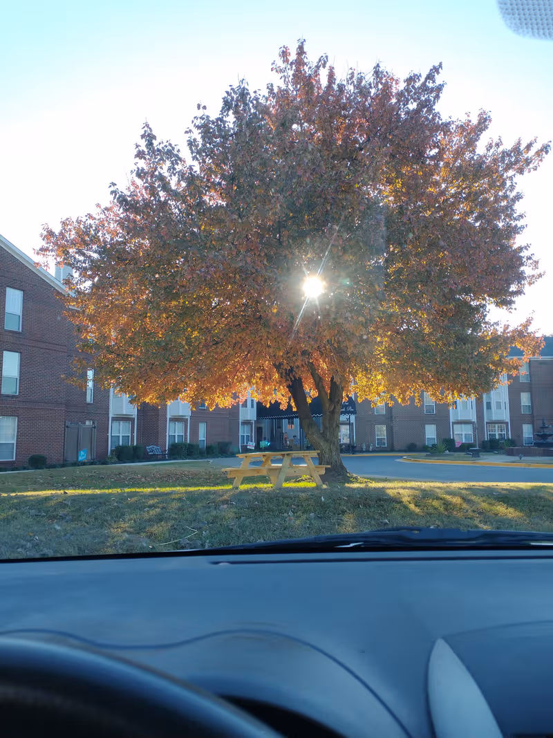 Autumn tree with a yellow picnic table outside a brick senior living building, viewed from car.