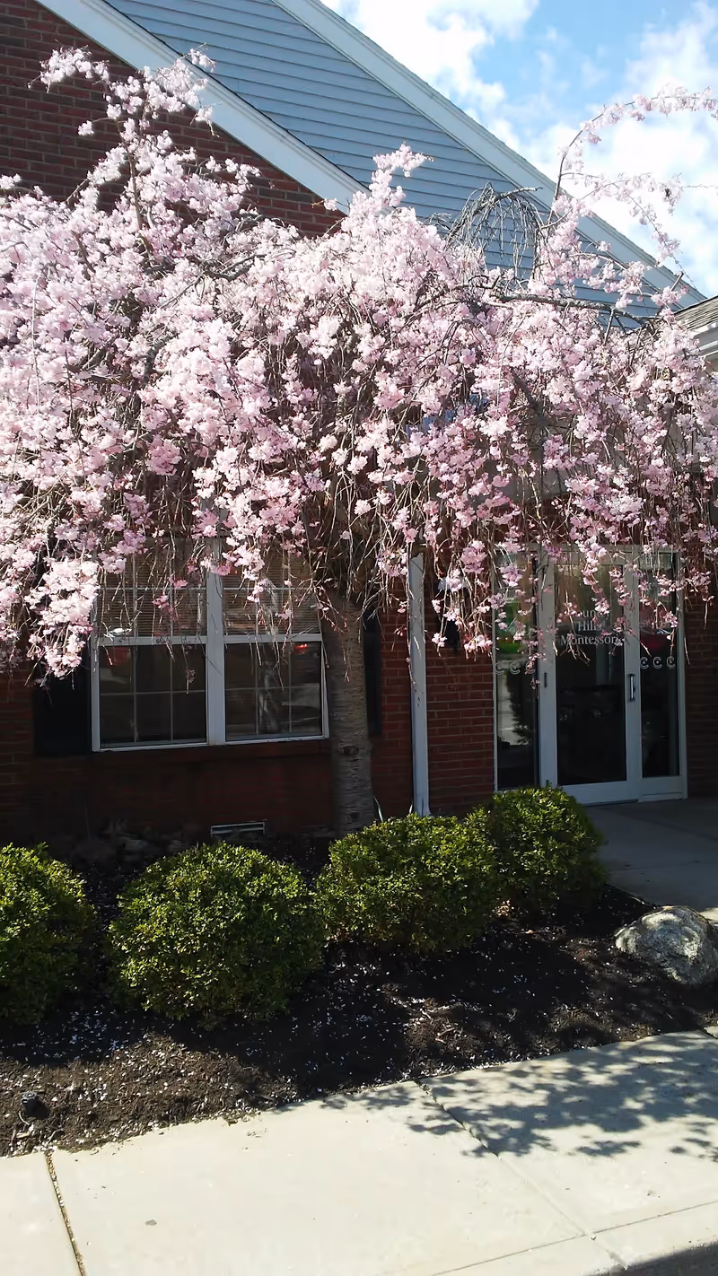 Blossoming pink cherry tree over the entrance of a brick senior living facility.