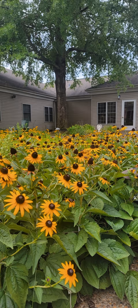 A garden area filled with numerous yellow and brown coneflowers in full bloom, situated in front of a beige building with multiple windows and a door. A large tree with green leaves stands in the background, providing shade to the area.