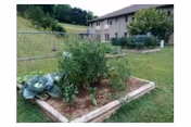 A small raised garden bed with various green plants growing in it, situated on a grassy lawn with a two-story building in the background.