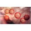 New Information Regarding Coronavirus